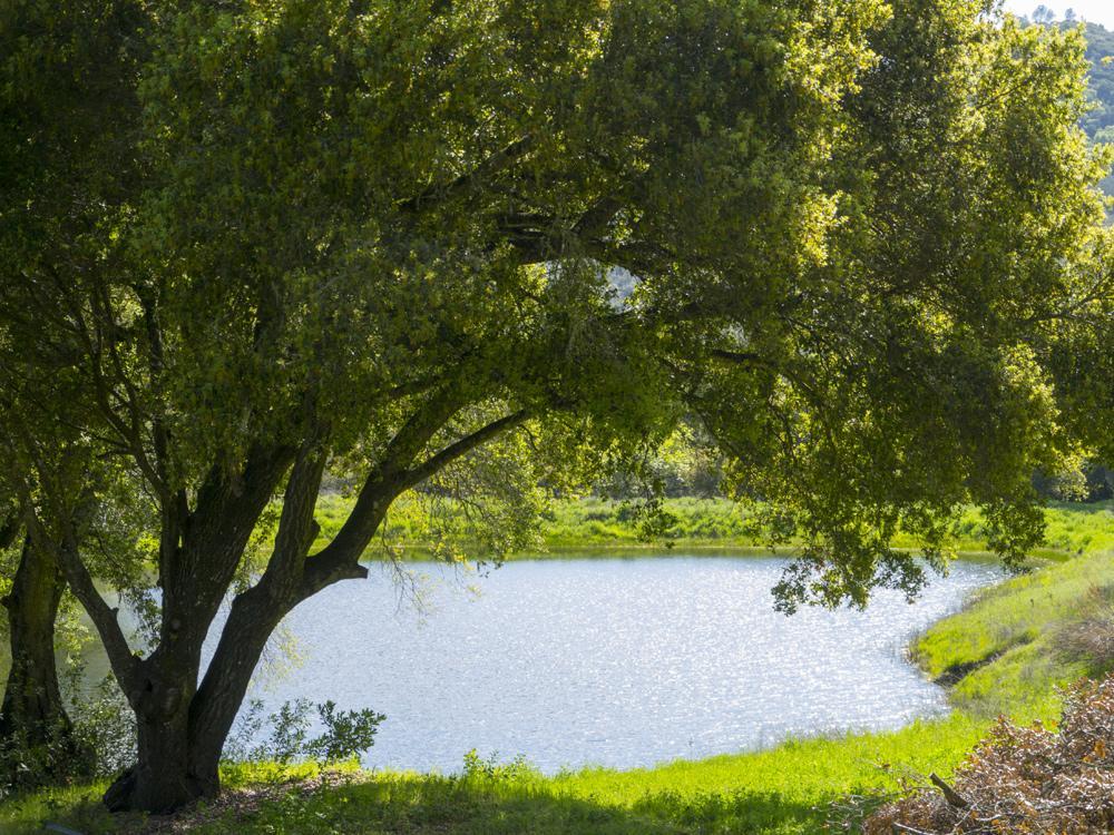 Rustridge Ranch & Winery Bed and Breakfast St. Helena Εξωτερικό φωτογραφία