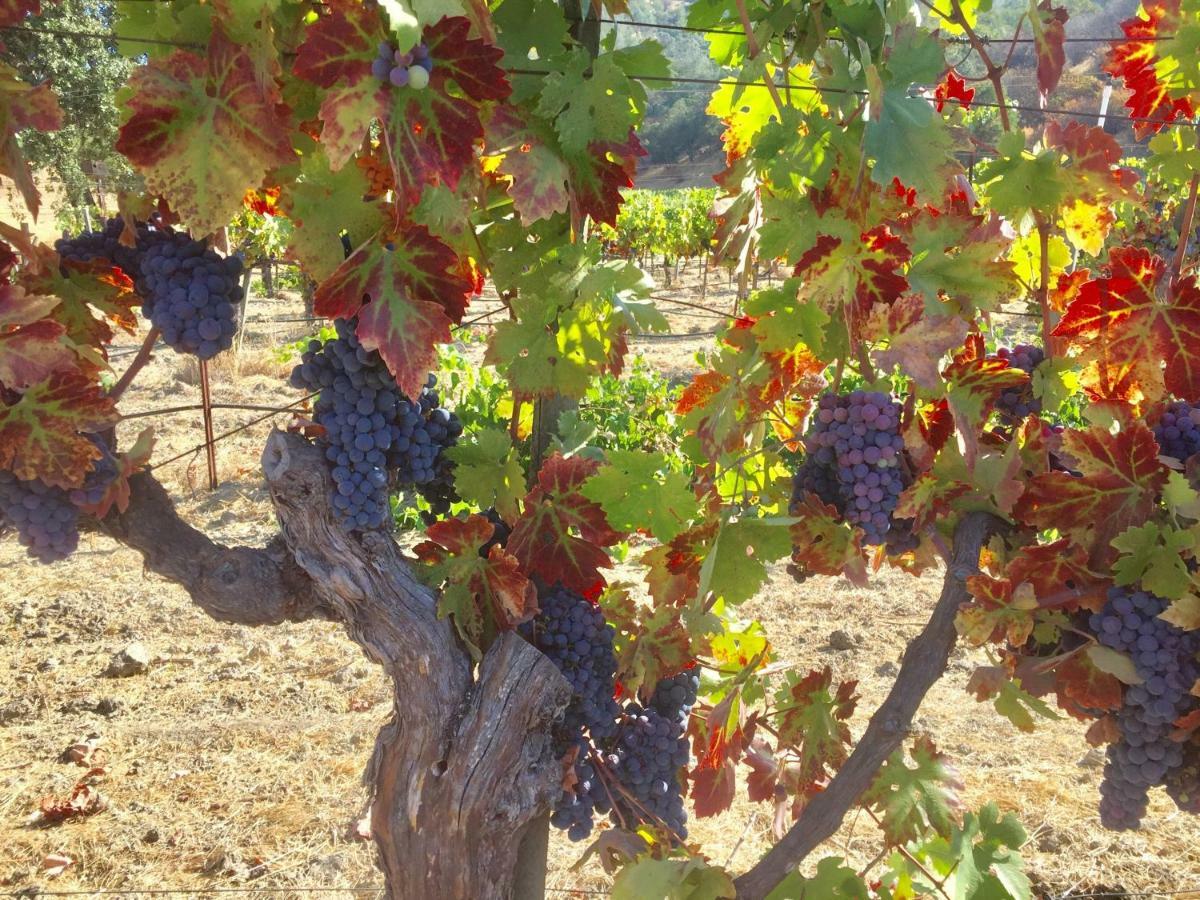 Rustridge Ranch & Winery Bed and Breakfast St. Helena Εξωτερικό φωτογραφία