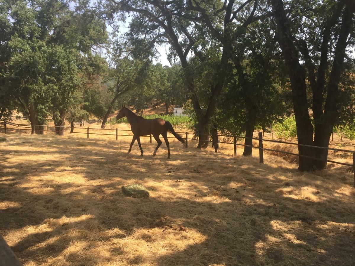 Rustridge Ranch & Winery Bed and Breakfast St. Helena Εξωτερικό φωτογραφία